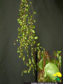 Muehlenbeckia axillaris Wire Plant.jpg